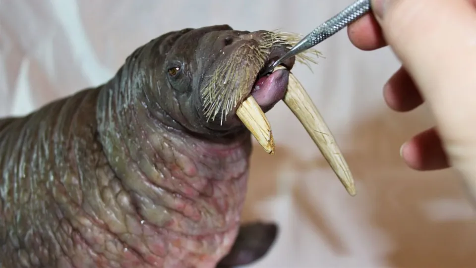 Walrus (stop-motion puppet)