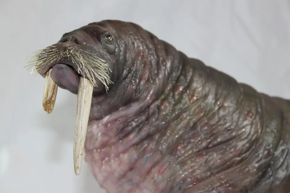 Walrus puppet head with textured skin, whiskers and long tusks