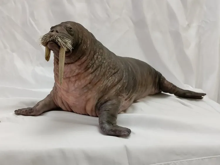 Finished walrus puppet sitting upright, front view