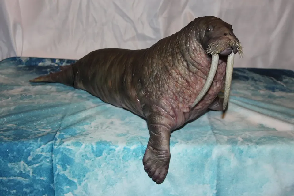 Walrus puppet posed with one flipper extended on an icy backdrop