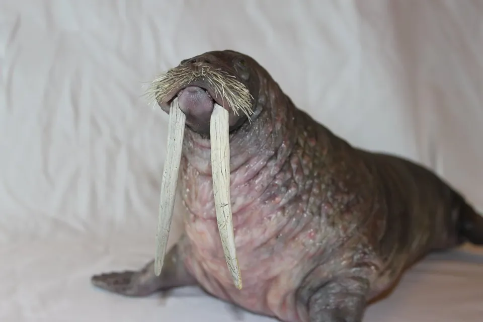 Close view of the walrus puppet face and chest