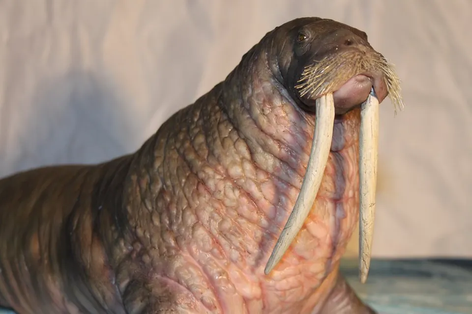 Side view of the walrus puppet head and tusks