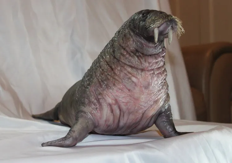 Walrus puppet sitting upright with its front flippers spread