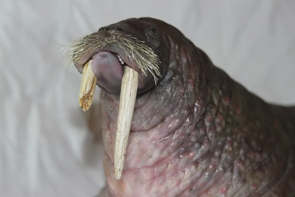 Detail of the walrus puppet whiskers and skin folds
