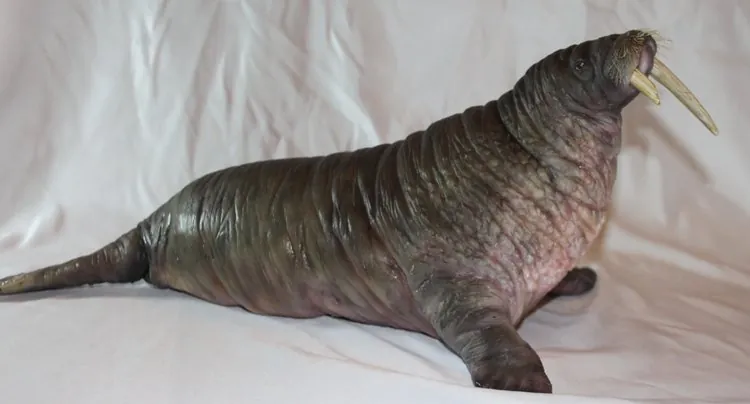 Full side view of the walrus puppet and rear flippers