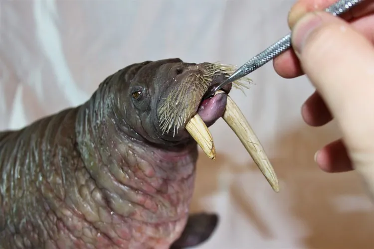 Walrus (stop-motion puppet)
