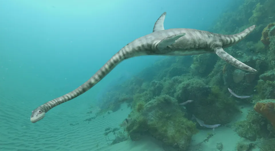 Styxosaurus puppet composited into an underwater scene
